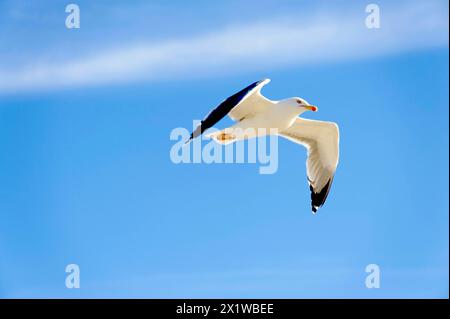 Gabbiano con le gambe gialle (Larus michahellis), Marsiglia, Un gabbiano in volo con ali sparse contro il cielo blu, Marsiglia, dipartimento Bouches du Foto Stock