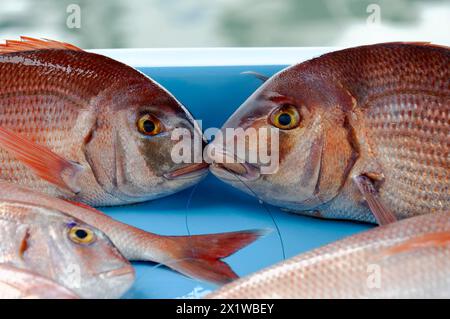 Vari pesci mediterranei, il mercato del pesce al vecchio porto, Vieux Port, Marsiglia, due dentici rossi giacciono con la testa l'uno verso l'altro su un blu Foto Stock