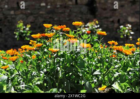 Alhambra, Granada, Andalusia, Un giardino soleggiato pieno di fiori d'arancio in fiore e vegetazione verde, Granada, Andalusia, Spagna Foto Stock