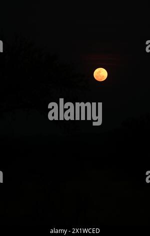 Luna di sangue, Sud Africa Foto Stock