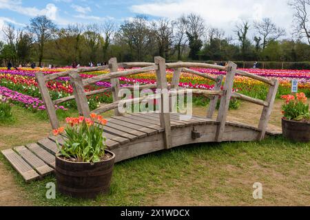 Ponte in legno sul campo di tulipani, Tulleys Tulip Fest presso Tulleys Farm, Turners Hill, Crawley, West Sussex Regno Unito ad aprile Foto Stock