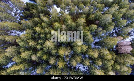 alberi, foresta dall'alto, prospettiva drone, mosca, vista a volo d'uccello Foto Stock