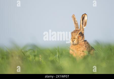 Un coniglio bruno nella campagna dei Cotswolds catturato in una mattina di primavera nei campi e nelle terre agricole locali Foto Stock