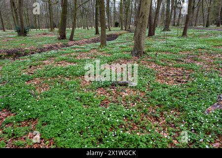 Buschwindröschen, Busch-Windröschen, Anemonen Anemonoides nemorosa im Schlosspark Ludwigslust Mecklenburg-Vorpommern Deutschland *** Anemone di legno, anemone Anemonoides nemorosa nel Parco del Castello di Ludwigslust Mecklenburg Pomerania occidentale Germania Foto Stock