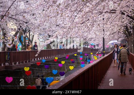 I ciliegi fioriscono in primavera e i turisti in una giornata di pioggia al Jinhae Gunhangje Festival, jinhae, Corea del Sud. Foto Stock