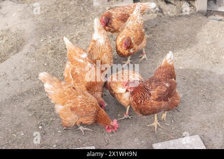 Pollo domestico con piume bianche e marroni che corrono intorno al cortile all'aperto. Polli biologici. Uova fatte in casa. Espressione divertente. Foto Stock