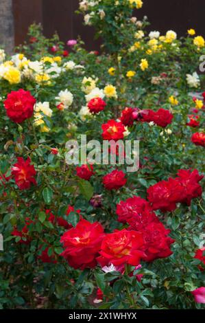 rose colorate in un giardino all'aperto Foto Stock