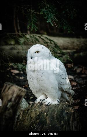 Gufo nevoso, gufo nevoso, uccello, gufo aquila, gufo, specie di gufo Foto Stock