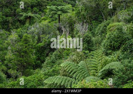 Fogliame denso con felci e felci arboree a Zealandia, Wellington, Isola del Nord, nuova Zelanda Foto Stock