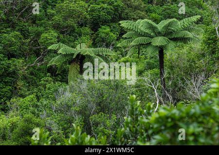 Fogliame denso con felci arboree a Zealandia, Wellington, Isola del Nord, nuova Zelanda Foto Stock