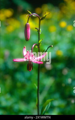 Lilium martagon nei Carpazi , Romania Foto Stock