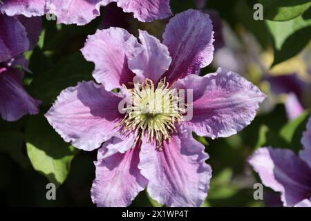 Clematis Piilu (prima grande clematis fiorita) - nome latino - Clematis Piilu Foto Stock