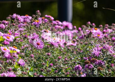 fiori rosa dell'aster da vicino. Aster Dumosus Foto Stock