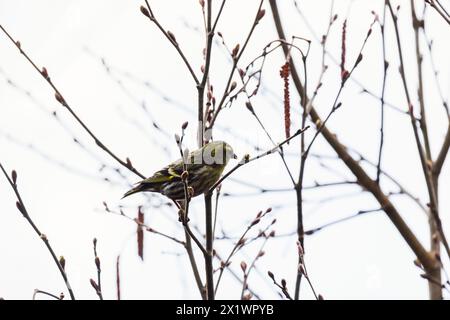 L'uccello grigio giallo è sul ramo. La sipelle eurasiatica è un piccolo uccello passerino della famiglia finch Fringillidae. È anche chiamato sisk europeo Foto Stock