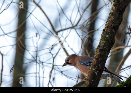 Un uccello colorato è sul ramo nella foresta invernale. La ghiandaia eurasiatica è una specie di uccello passerino della famiglia Corvidae. Garrulus glandarius Foto Stock