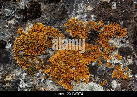 Abbondanza di piccoli licheni marittimi color oro, xantoria parietina, con muschio verde e alcune piccole rocce. Primo piano immagine macro da una camminata Foto Stock