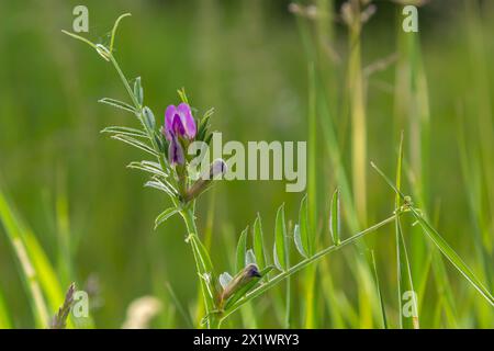 Il fiore di pisello viola di Common Vetch vicia sativa o Tare Weed è un'erba annuale leguminosa che fissa l'azoto coltivata nei pascoli per migliorare la fertilità. Foto Stock