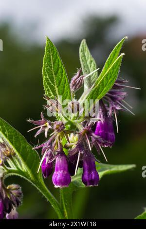 Comfrey, Symphytum officinale, fiori di una pianta utilizzata in medicina biologica. Foto Stock