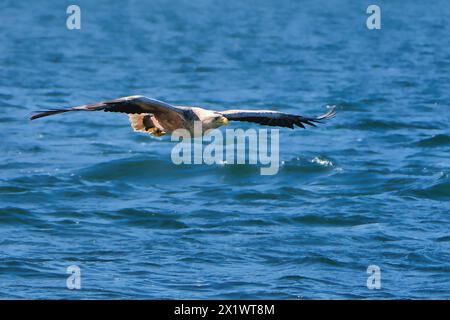 Caccia di aquile di mare dalla coda bianca sulla costa della Scozia Foto Stock