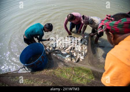 Gli agricoltori stanno raccogliendo pesce dallo stagno di Khulna. Foto Stock