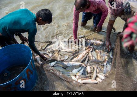 Gli agricoltori stanno raccogliendo pesce dallo stagno di Khulna. Foto Stock