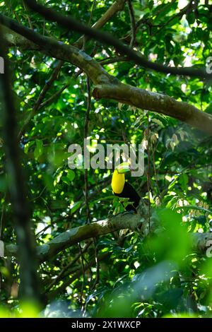 Toucan su un ramo d'albero nella giungla Foto Stock