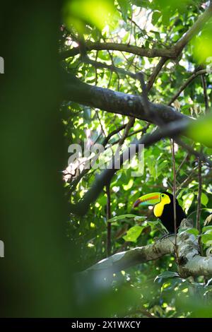 Toucan su un ramo d'albero nella giungla Foto Stock