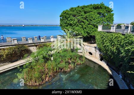 Fonte Aretusa. Isola di Ortigia. Siracusa. Sicilia Foto Stock