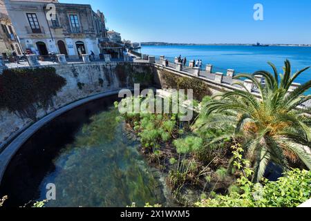 Fonte Aretusa. Isola di Ortigia. Siracusa. Sicilia Foto Stock
