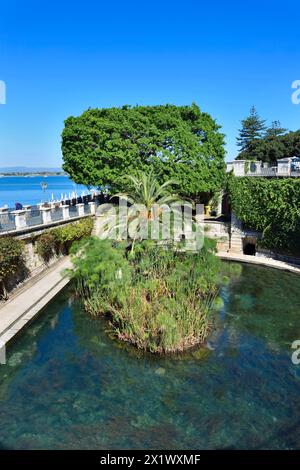 Fonte Aretusa. Isola di Ortigia. Siracusa. Sicilia Foto Stock