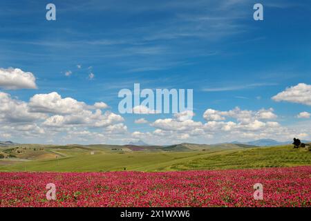 Paesaggio primaverile. Belice Valley. Camporeale. Poggioreale. Sicilia Foto Stock