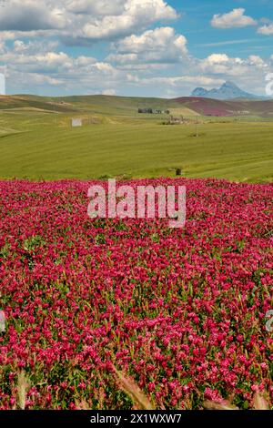 Paesaggio primaverile. Belice Valley. Camporeale. Poggioreale. Sicilia Foto Stock