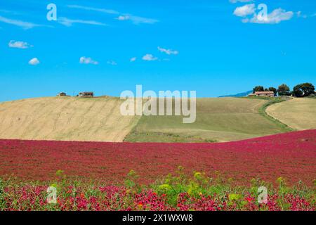Paesaggio primaverile. Belice Valley. Camporeale. Poggioreale. Sicilia Foto Stock