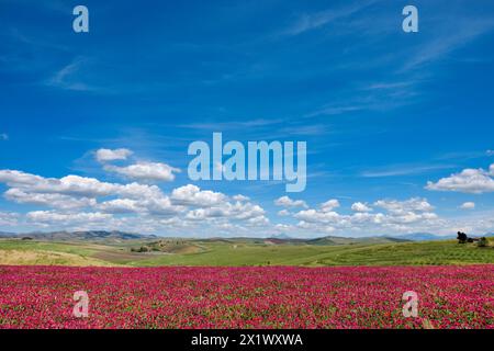 Paesaggio primaverile. Belice Valley. Camporeale. Poggioreale. Sicilia Foto Stock