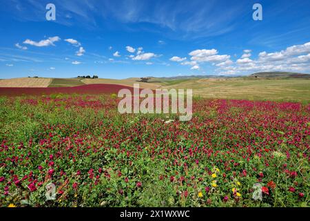 Paesaggio primaverile. Belice Valley. Camporeale. Poggioreale. Sicilia Foto Stock