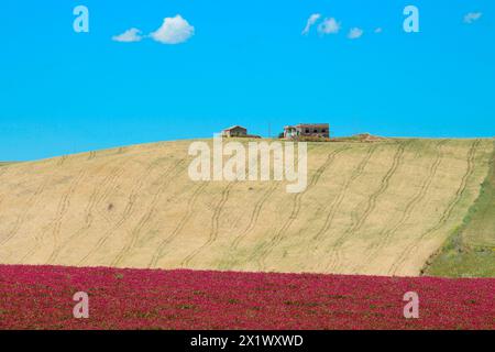 Paesaggio primaverile. Belice Valley. Camporeale. Poggioreale. Sicilia Foto Stock