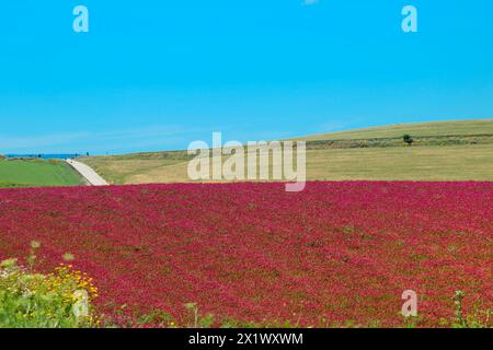Paesaggio primaverile. Belice Valley. Camporeale. Poggioreale. Sicilia Foto Stock