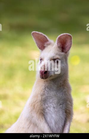 Ritratto di un wallaby bianco, altrimenti conosciuto come wallaby di Bennetts. Questi animali sono albini, a causa di una mutazione genetica, e sono endemici di Bruny Isl Foto Stock
