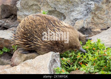 Un breve echidna dal becco, Tachyglossus aculeatu, noto anche come l'antenato spinoso. Si tratta di un mammifero che depone uova o monotreme. Foto Stock