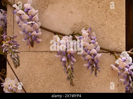 Fiori tradizionali giapponesi di glicine in fiore splendidamente fioriti fiori viola su sfondo verde foglie sfondo floreale primaverile. Bell'albero con la fragola Foto Stock