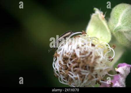 Primo piano di un singolo coleottero (Dasytidae, del genere Dasytes) che strizza su un fiore, macro, fotografia di insetti, biodiversità, natura, biologia Foto Stock