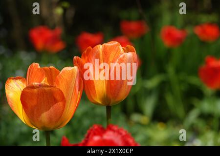 Primavera Regno Unito, tulipani in fiore Foto Stock