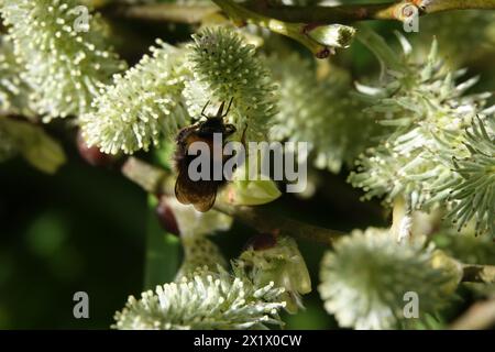 Spring UK, Bumblebee Impinating Catkin Foto Stock