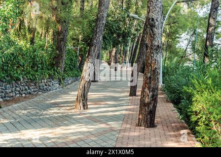 Passeggiata costiera lastricata in una località turistica con vegetazione lussureggiante e alti pini che crescono proprio attraverso il sentiero pedonale Foto Stock