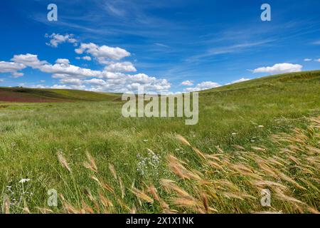 Paesaggio primaverile. Belice Valley. Camporeale. Poggioreale. Sicilia Foto Stock