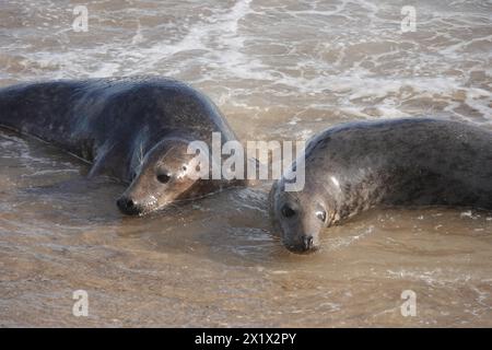 Foche grigie, che si ignorano a vicenda Foto Stock