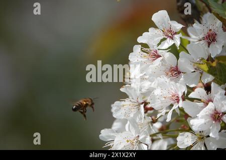 Primavera Regno Unito, Bee si avvicina alla fioritura dei ciliegi Foto Stock