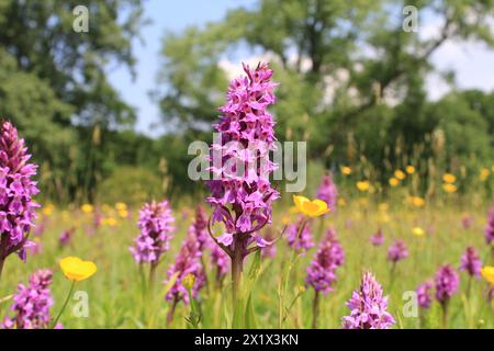 un primo piano di un'orchidea selvatica in un prato fiorito con molti fiori selvatici come tazze e sonagli in una riserva naturale in olanda in primavera Foto Stock