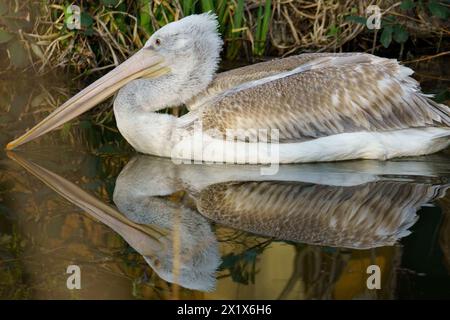 Pelican dalmata che nuota in un lago con un bel riflesso Foto Stock