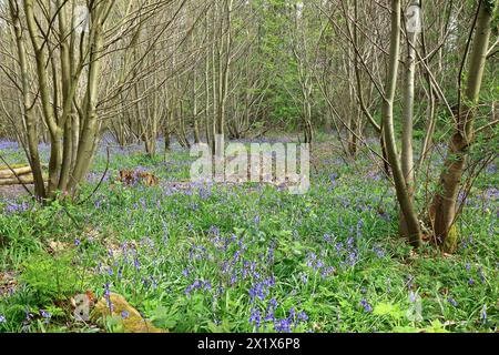 Un tappeto di campanelli in un fitto bosco nella campagna del Kent Foto Stock